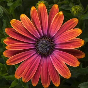 OSTEOSPERMUM Tradewinds Sunset